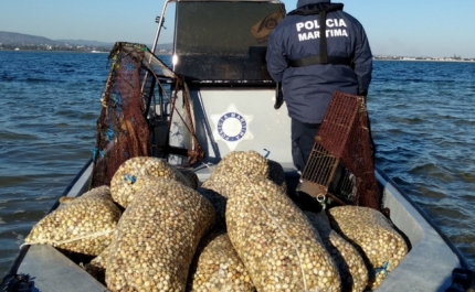 Polícia Marítima apreende 500 Kg de berbigão e artes de pesca ilegais na Ria Formosa