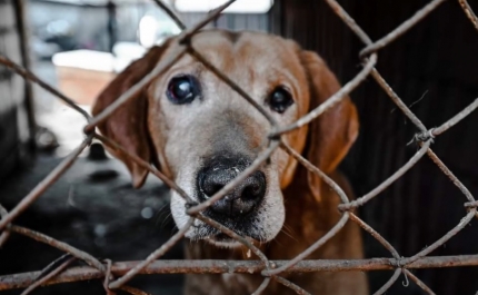 Animal Rescue Algarve conclui a sua missão na Ucrânia