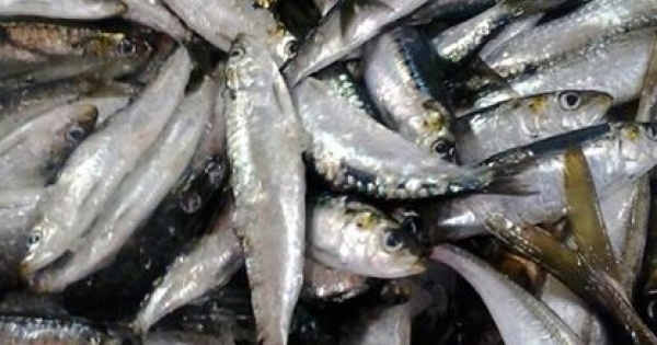 Sardine Fishing Ban in Algarve: Weekend Restrictions Announced