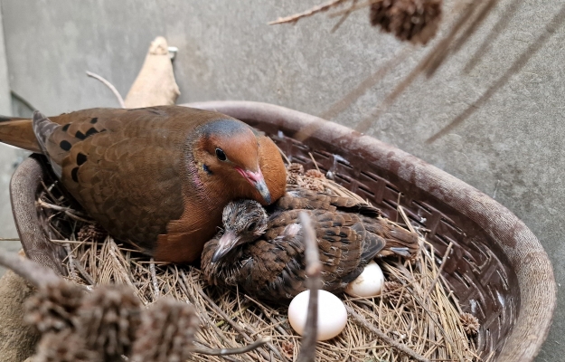 Zoomarine celebra nascimento de nova cria de Rola-de-Socorro, espécie «Extinta na Natureza»