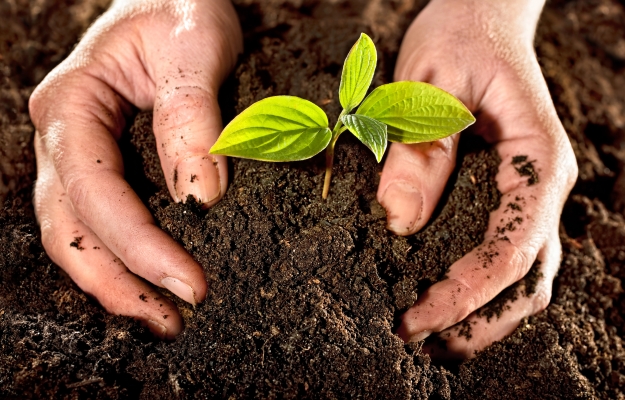 CCDR Algarve apresenta Estudo sobre o Impacto Económico da Agricultura na região