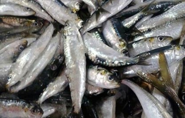 Pesca da sardinha com cerco proibida no Algarve entre sábado e segunda-feira