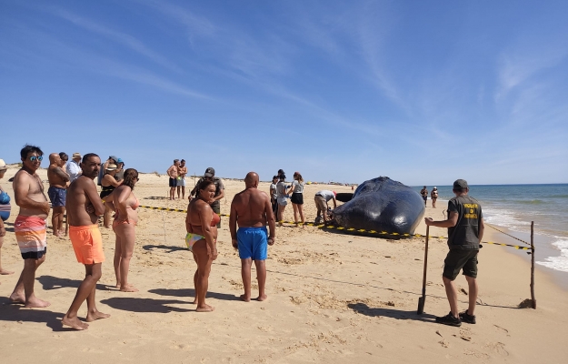 Cachalote de 14 toneladas arrojou na Ilha da Armona em Olhão
