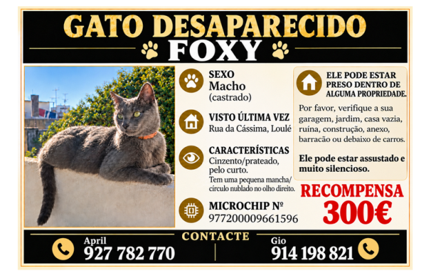 GATO DESAPARECIDO EM LOULÉ: FAMÍLIA APELA À AJUDA DA POPULAÇÃO