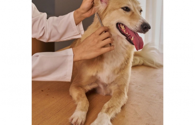 SÃO BRÁS DE ALPORTEL ENTRE OS 10 MUNICÍPIOS DO PAÍS QUE MAIS INVESTEM EM APOIO VETERINÁRIO SOCIAL