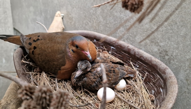 Zoomarine celebra nascimento de nova cria de Rola-de-Socorro, espécie «Extinta na Natureza»