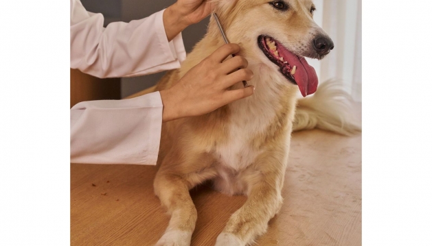 SÃO BRÁS DE ALPORTEL ENTRE OS 10 MUNICÍPIOS DO PAÍS QUE MAIS INVESTEM EM APOIO VETERINÁRIO SOCIAL