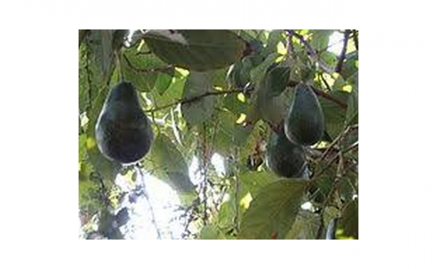 Ambientalistas pedem inviabilização de exploração de abacates em Lagos