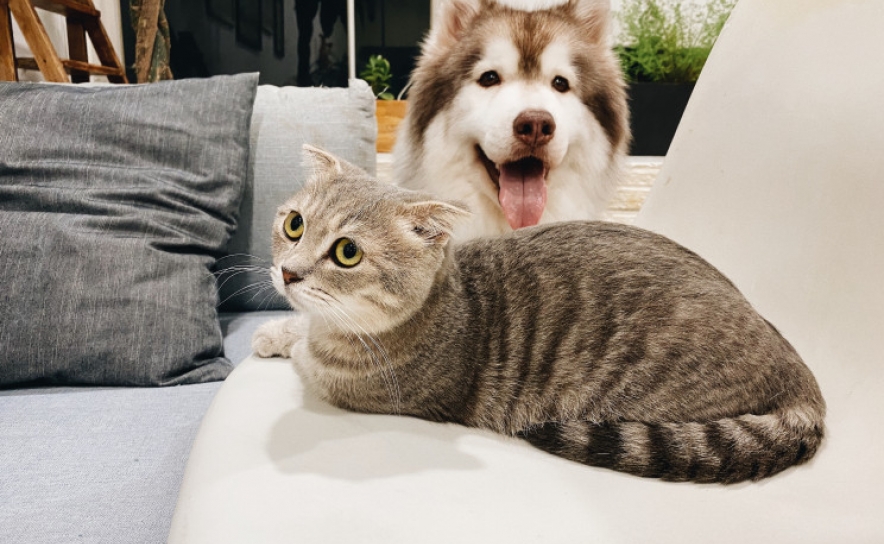 Seis municípios algarvios recebem apoios para centros de recolha de animais