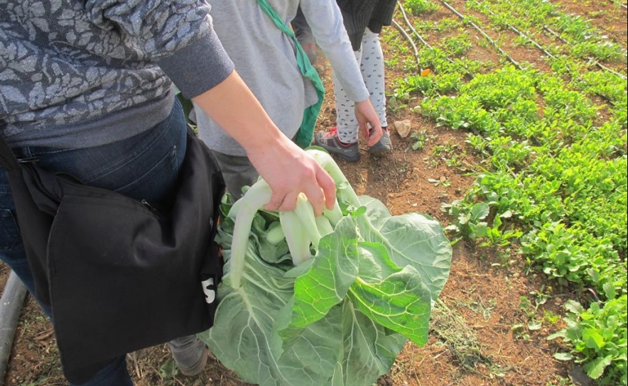 «Cabaz da Terra» valoriza Dieta Mediterrânica
