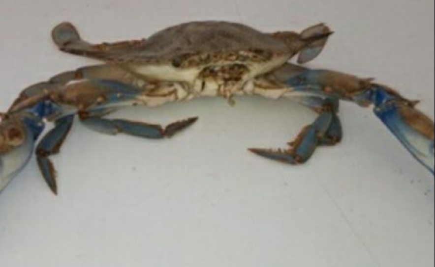 Água mais quente e salina no Guadiana é berço para espécies exóticas como o caranguejo azul
