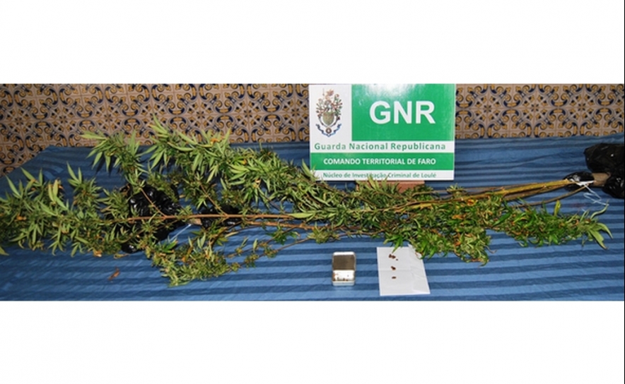 GNR de Loulé apreende plantas de cannabis