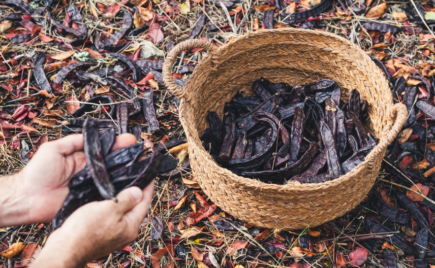 SISTEMAS DE QUALIDADE NA FILEIRA DA ALFARROBA EM SESSÃO «B2B» EM LOULÉ