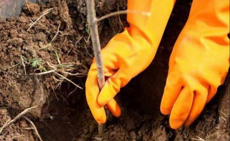 Abertas candidaturas para projetos de arborização. ICNF tem 194 mil plantas para dar