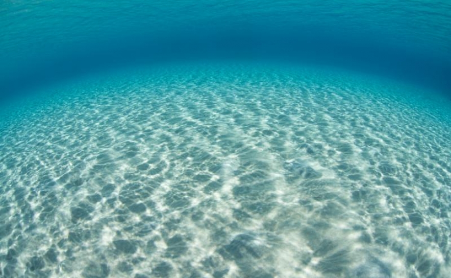 Cientistas e pescadores desenvolvem projeto para sustentabilidade da pesca do polvo no Algarve