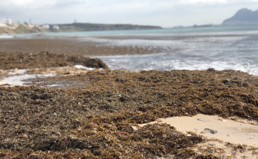 Alga asiática que invade costa algarvia prejudica ecossistemas
