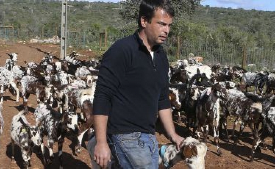 Jovem engenheiro cria rebanho para produzir leite de cabra