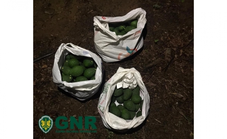 Almancil – Três detidos em flagrante a furtar abacate