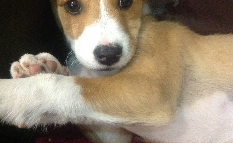 Apareceu a «Lua» a cadelinha desaparecida em Loulé 