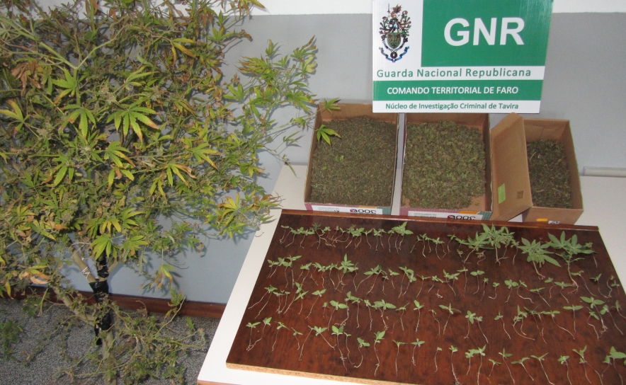 GNR de Tavira apreende plantas de cannabis