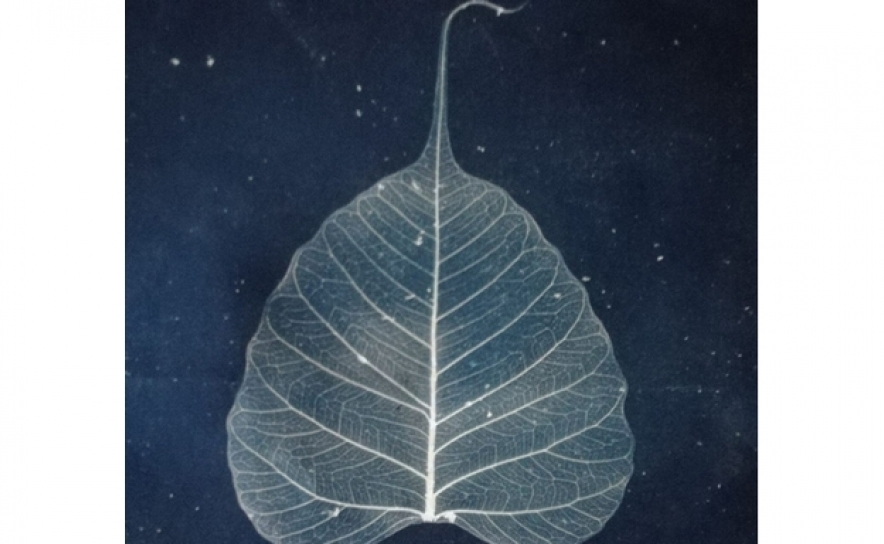 Workshop Introdução à Cianotipia