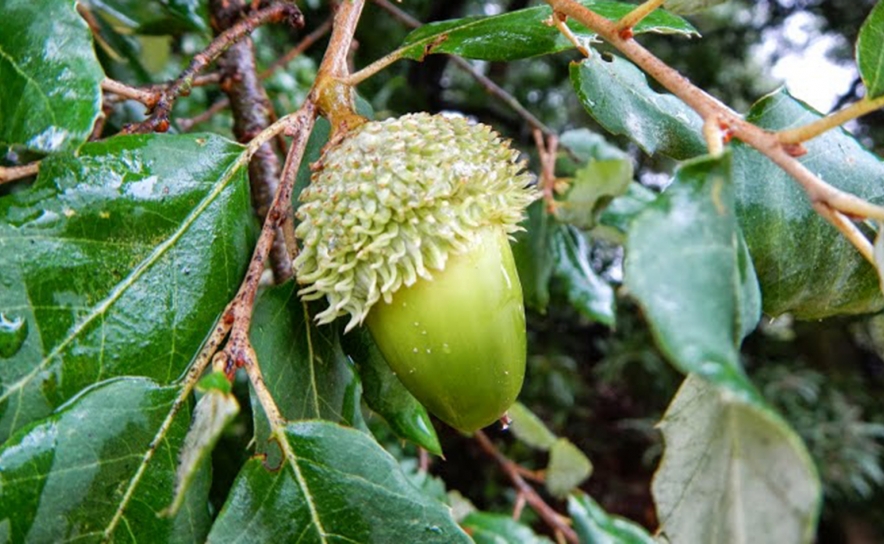 Estudo coordenado pela Universidade do Algarve ajuda a detetar declínio do sobreiro