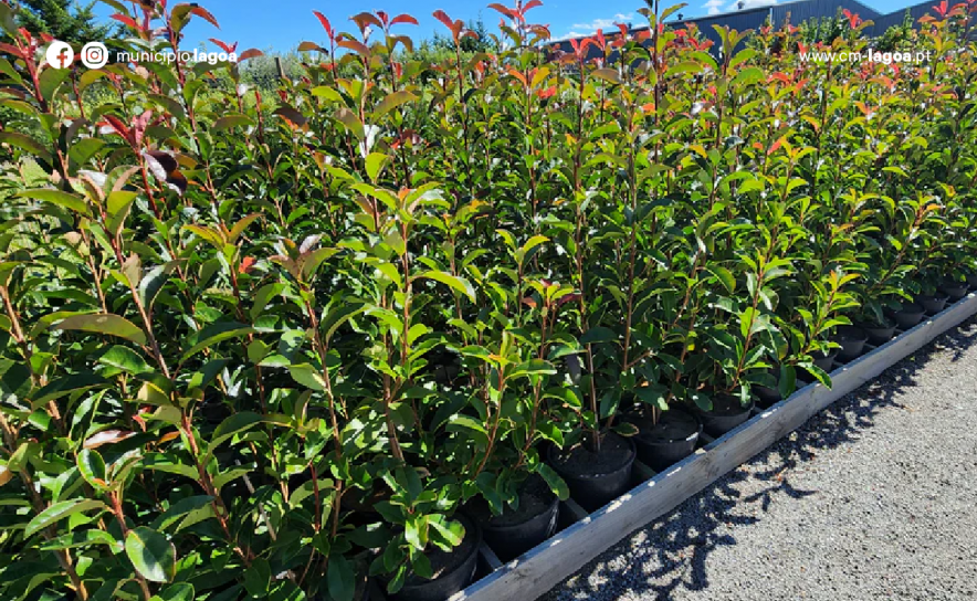 Ação de Formação: «Criação e Manutenção de Viveiros de Árvores e Arbustos Autóctones» 