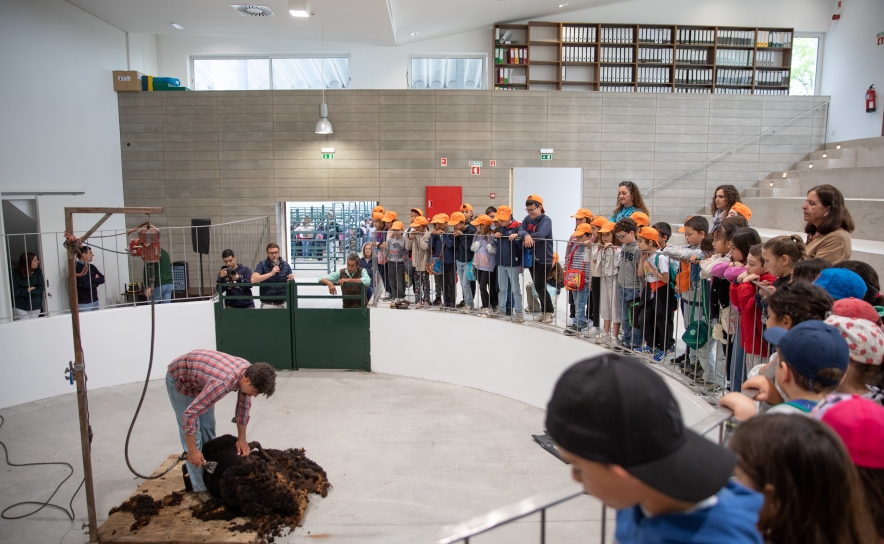 FEIRA DE MAIO | Exposição Pecuária em destaque no Parque de Leilão de Gado 