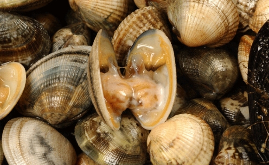 Alargada interdição a todos os bivalves no litoral entre Faro e Olhão