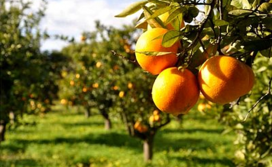 Três detidos por roubar laranjas em Tavira