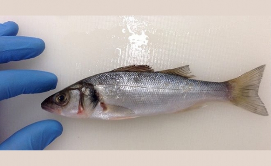 Farinha de ervilha pode ser a solução para diminuir custos na aqualcutura