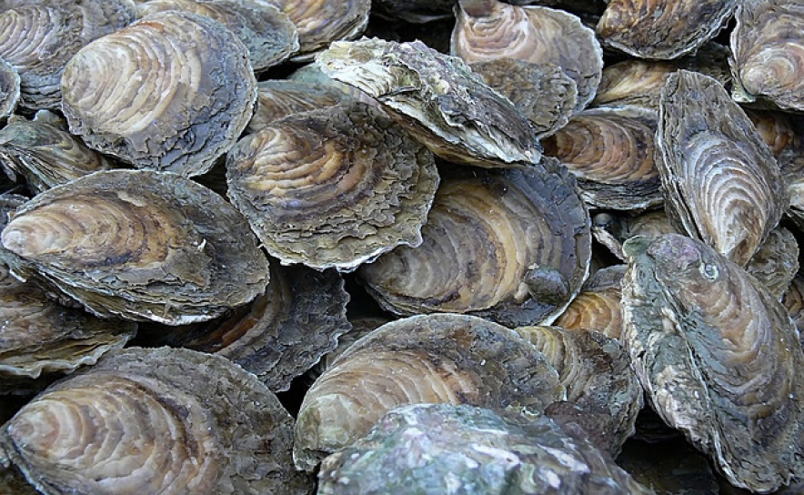 Produtores de ostras exigem saber destino a dar a cascas depois da mortandade no Algarve