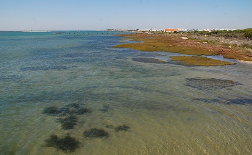 Ria Formosa regista nível de oxigénio perigoso para peixes