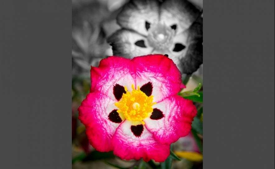 Memória a Cores e Preto & Branco RUI PALMA