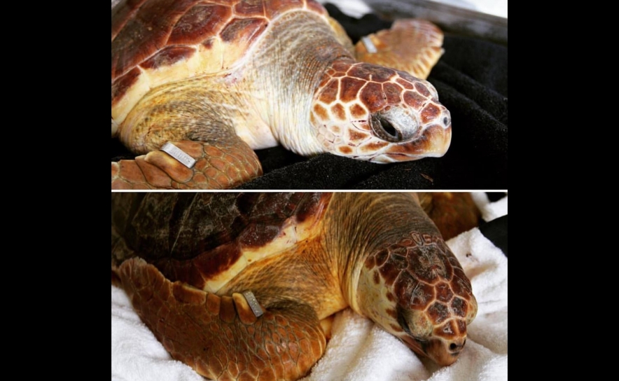 Tartarugas vão ser devolvidas ao habitat natural após meses de recuperação no Algarve