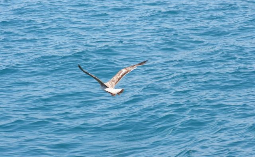 «Volta do Mar», um projeto para mostrar aos turistas «a outra faceta» do Algarve