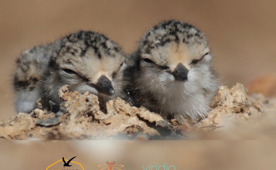 Salinas de Olhão e Faro vão ter micro-ilhas para as aves fazerem ninho