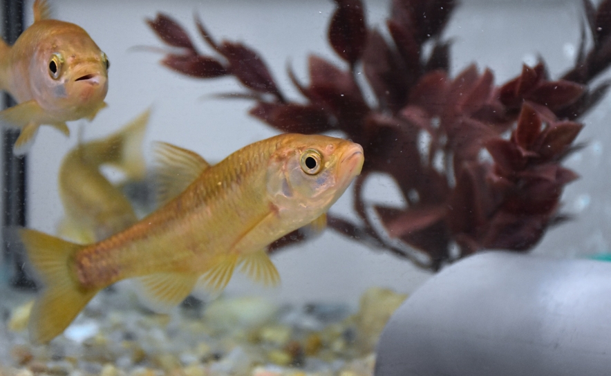 Ciências ULisboa e Zoomarine formalizam protocolo para proteção de espécies fluviais portuguesas ameaçadas