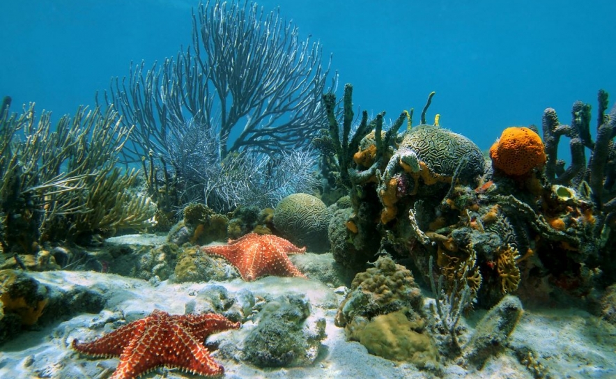 Dia Mundial dos Oceanos : 8 de junho Dia Mundial dos Oceanos : 8 de junho