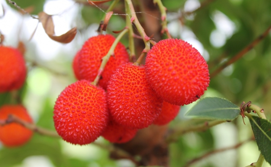 Autarcas alentejanos esperam retirada de freguesias da IGP Medronho Algarve