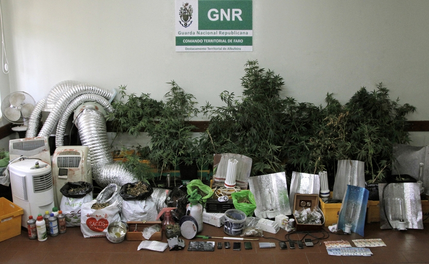 Estufa de cannabis apreendida em Albufeira