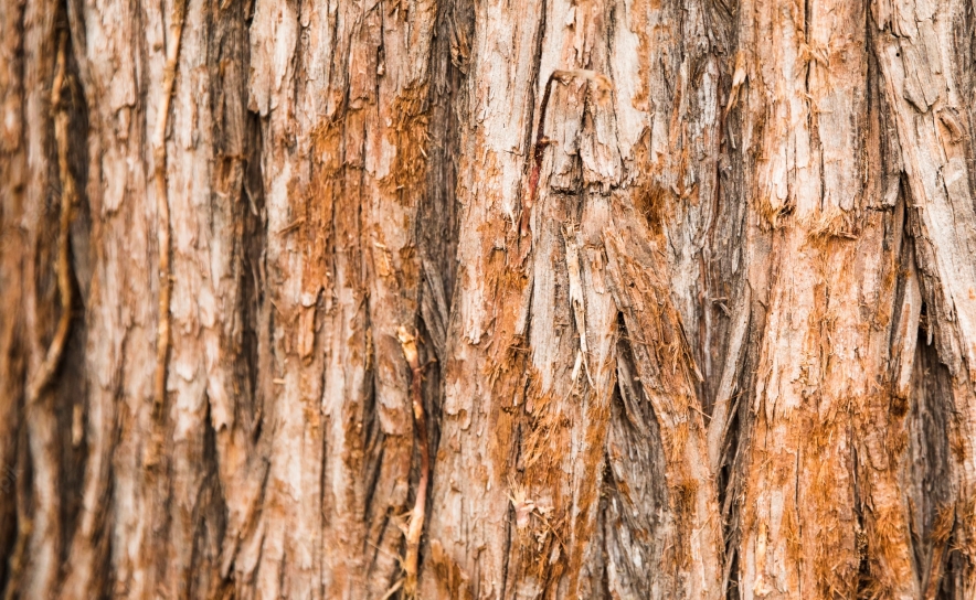 Projeto prevê reflorestar 100 hectares na Serra do Caldeirão no Algarve
