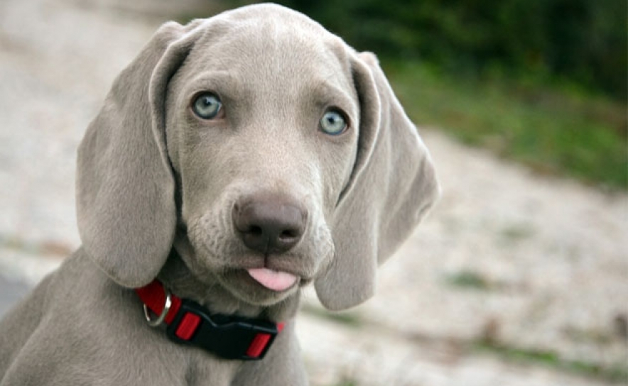  Recuperada cadela roubada com crias em albufeira 