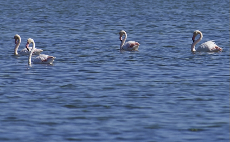 Algarve apresenta a sua oferta única  de Birdwatching em Espanha