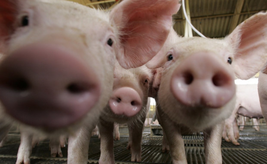 Ministro garante que lei sobre a rotulagem da carne de porco estará pronta em breve