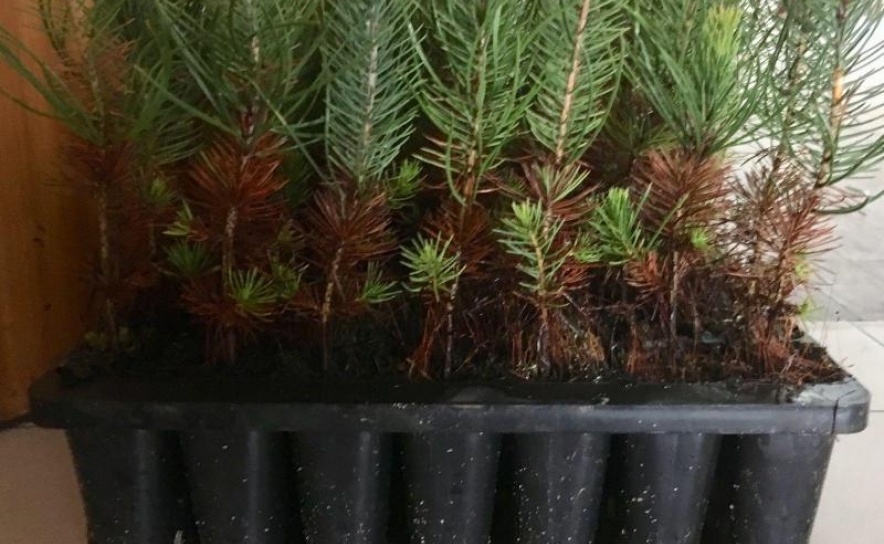 CTT E QUERCUS PLANTAM 8000 ÁRVORES DOADAS ATRAVÉS DA INICIATIVA “UMA ÁRVORE PELA FLORESTA” E LANÇAM PASSATEMPO