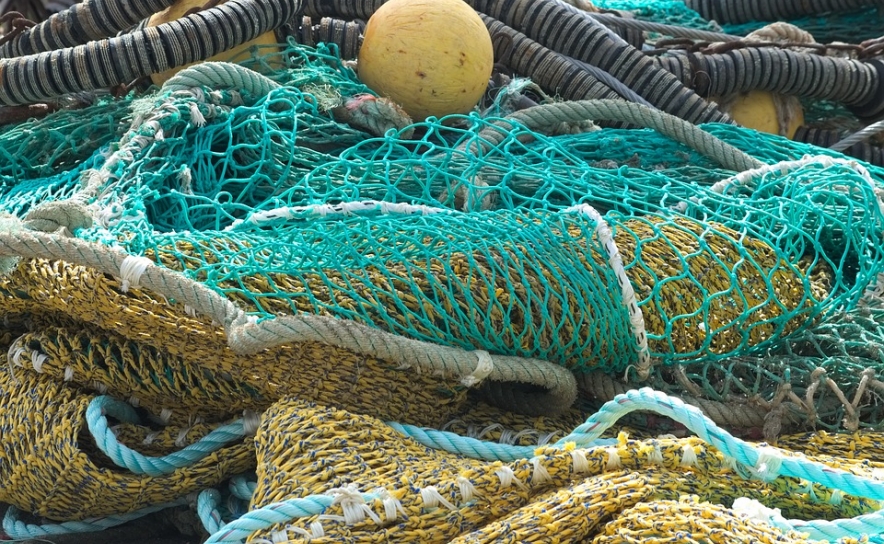 Investigadores testam formas de afastar golfinhos das redes de pesca no Algarve