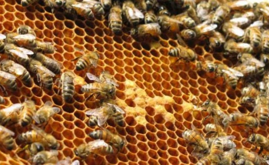 Apicultores do Algarve esperam quebra de 50% na produção