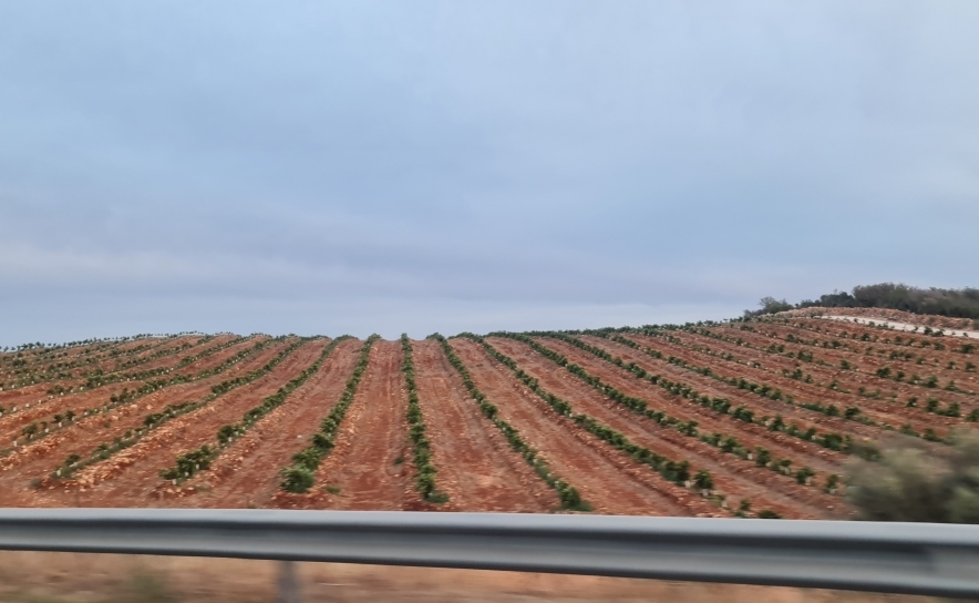 Seca: Agricultores algarvios lamentam atraso na publicação do alívio de restrições