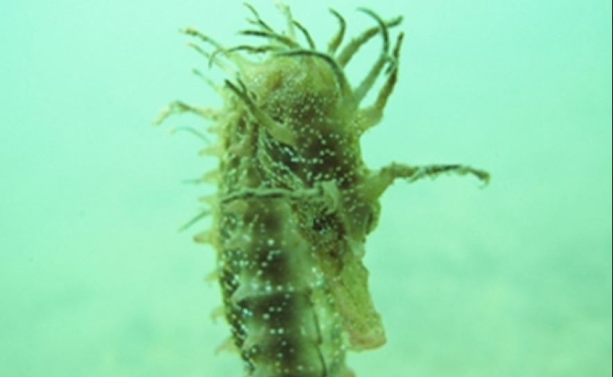 Cavalos-marinhos da Ria Formosa podem ter refúgios com videovigilância em 2020